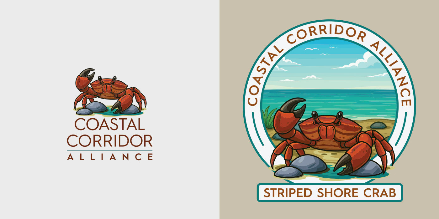 Coastal Corridor Alliance striped shore crab artwork