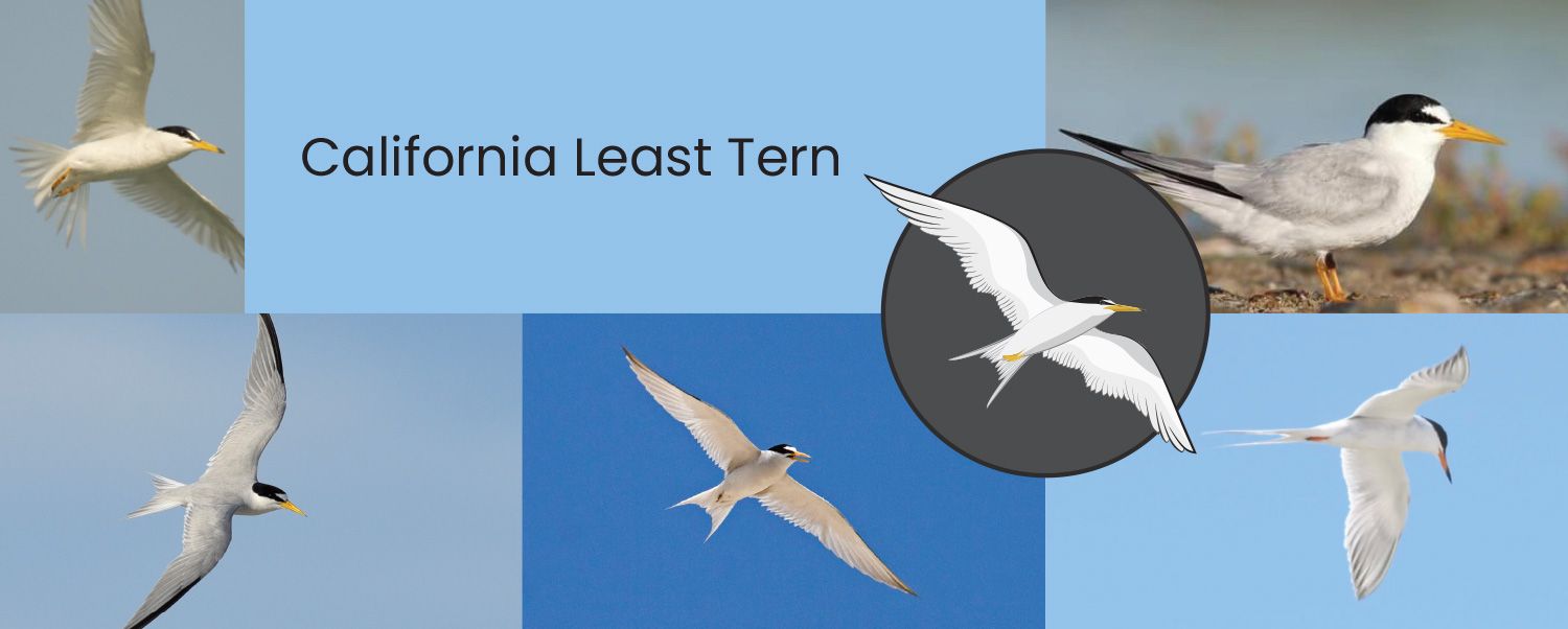 Least-Tern-Study